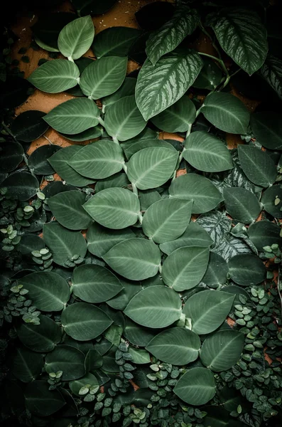 Ivy sur le mur — Photo