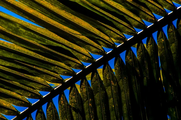 Fondo abstracto de la hoja de coco —  Fotos de Stock