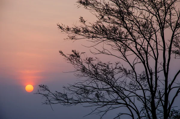 Wschód słońca w rano z drzewa sylwetka — Zdjęcie stockowe