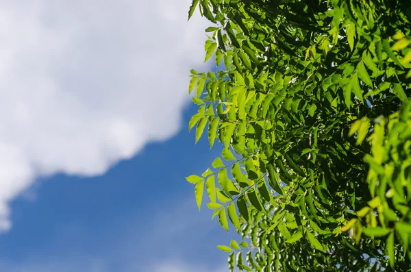Planta de neem con bonito cielo —  Fotos de Stock