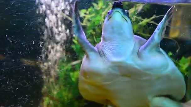 Tortuga rompiendo nadar en el acuario — Vídeos de Stock