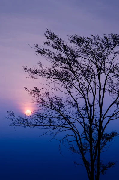 Lever de soleil le matin avec silhouette d'arbre — Photo