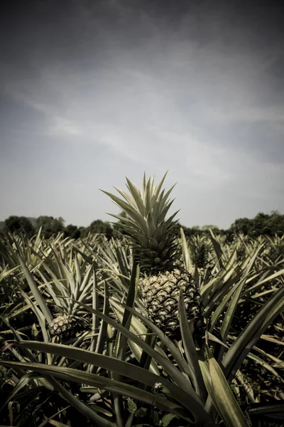 ビンテージ カラー スタイルでパイナップル農園 — ストック写真