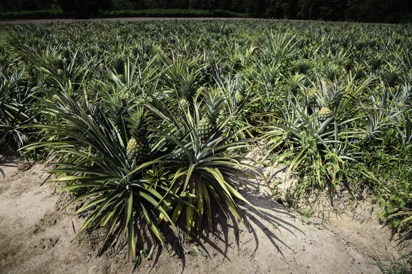 Ferma de ananas — Fotografie, imagine de stoc