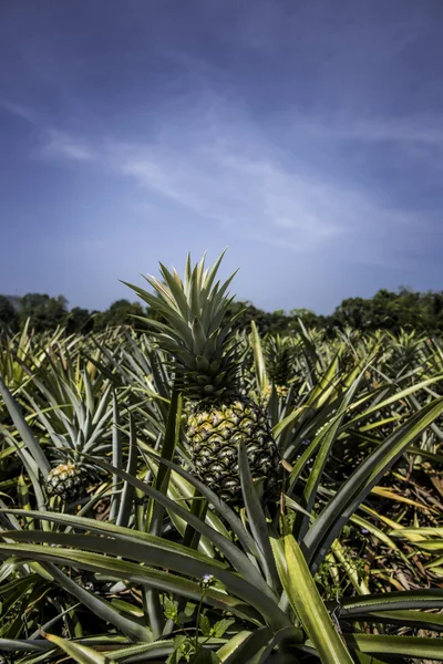 Ananasová farma — Stock fotografie