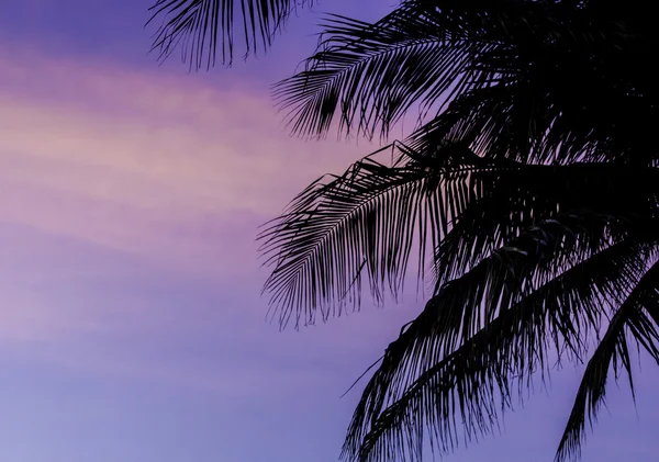 Silueta de cocoteros con fondo de cielo crepuscular — Foto de Stock