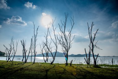 Göl ve dağ ile parlak gök yanında kurumuş ağaç