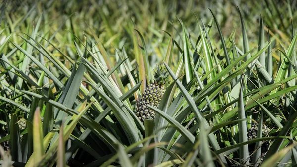 Exploitation d'ananas — Photo