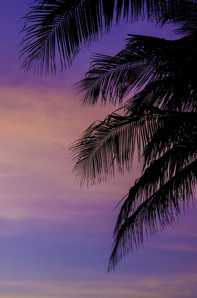 Silhouette di alberi di cocco con sfondo cielo crepuscolare — Foto Stock