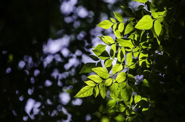 Light shine at leaf on tree — Stock Photo, Image