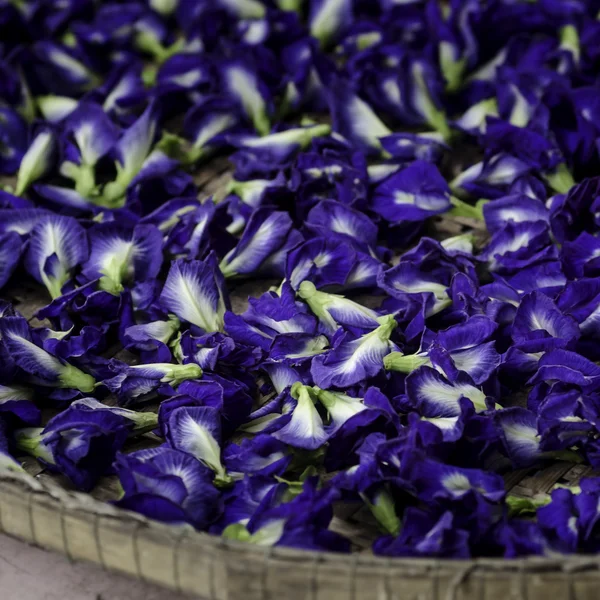 Farfalla blu Piselli Fiori per shampoo alle erbe — Foto Stock