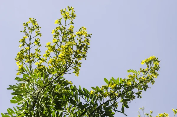 Cassodboom, Thaise koperen peul (Senna siamea (Lam.) Irwin & Barneb — Stockfoto
