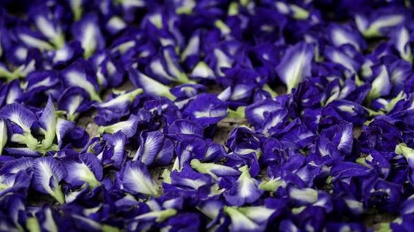 Blue Butterfly Pea Flowers pour Shampooing à base de plantes — Photo