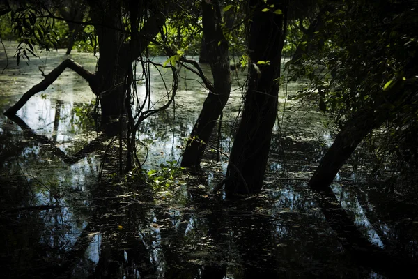 Árvore com inundações no pântano — Fotografia de Stock
