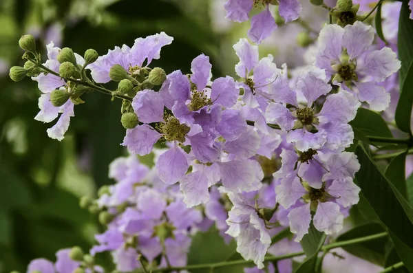 Lagerstroemia loudonii flor — Fotografia de Stock