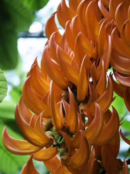 Bastardo fiore di teak — Foto Stock