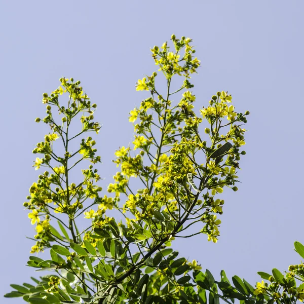 L'arbre Cassod, la gousse de cuivre thaïlandaise (Senna siamea (Lam.) Irwin et Barneb Images De Stock Libres De Droits