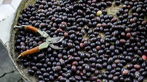 İsa'nın diken meyve kalkık, Carissa carandas L. — Stok fotoğraf