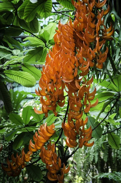 Bastardo Teca Flor florescer — Fotografia de Stock