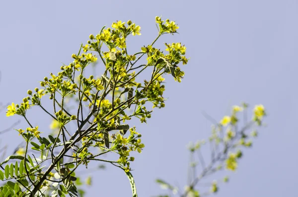 Cassodboom, Thaise koperen peul (Senna siamea (Lam.) Irwin & Barneb — Stockfoto