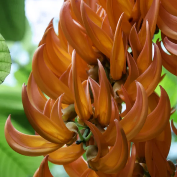 Bastard Teak blomma blommar — Stockfoto