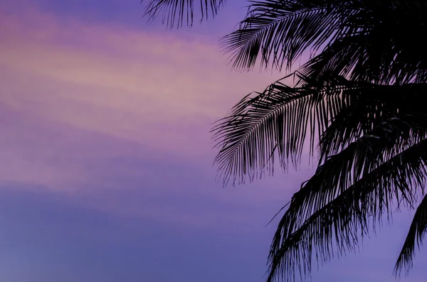 Hindistan cevizi ağaçları ile alacakaranlık gökyüzü arka plan silüeti — Stok fotoğraf