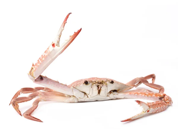 白い背景で隔離の卵蒸し蟹 — ストック写真