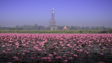 Deniz pembe Lotus, Nong Han, Udon Thani, Thailand (görünmeyen Tayland)