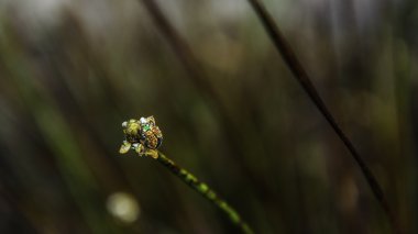 Renkli böcek doğa çiy çiçek