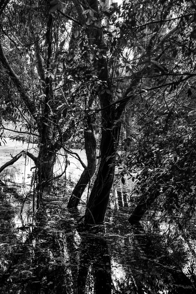 沼の洪水とツリー — ストック写真