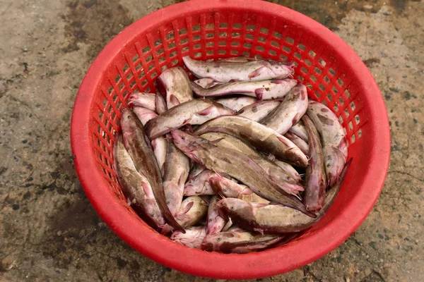 Pesce gatto di mare nel cestino — Foto Stock