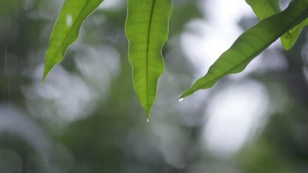 Gotas de lluvia sobre hojas verdes — Vídeo de stock