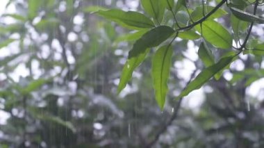 Yeşil yaprakları üzerinde yağmur damlaları