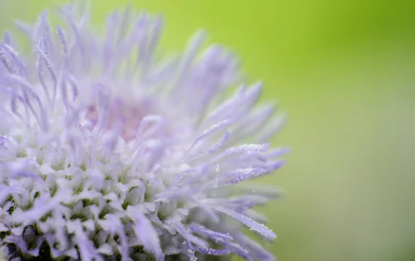 Blomma närbild skott — Stockfoto