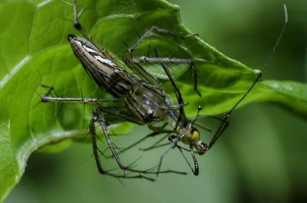 Araña captura insecto — Foto de Stock