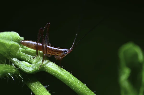 Red grasshopper macro shot — Stock Photo, Image