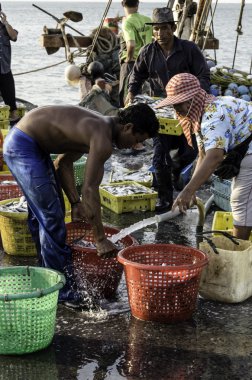 Unidentified worker washing fish in basket