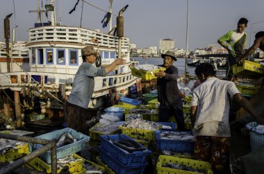 Unidentified worker carry fish basket to truck