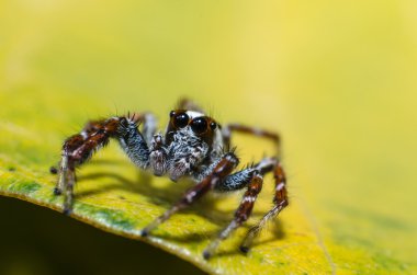 Yeşil yaprak jumpping örümcek