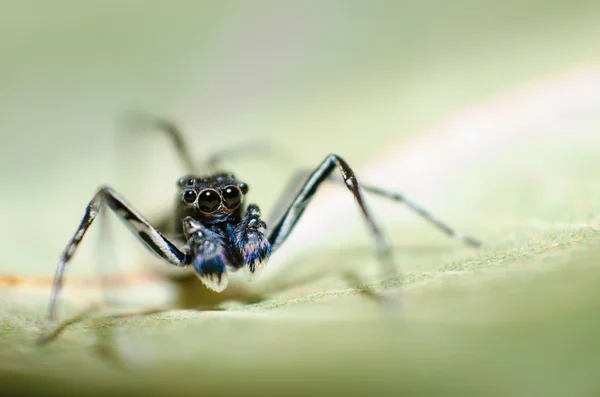 Phintella skákání pavouk — Stock fotografie