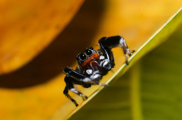 Jumpping spin op blad — Stockfoto