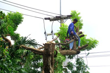 Chonburi, Tayland - 14 Sep: 14 Eylül 2025 'te Chonburi, Tayland' da kesilen büyük ağaç için ağaç işçisi