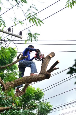 Chonburi, Tayland - 14 Sep: 14 Eylül 2025 'te Chonburi, Tayland' da kesilen büyük ağaç için ağaç işçisi