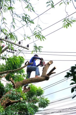 Chonburi, Tayland - 14 Sep: 14 Eylül 2025 'te Chonburi, Tayland' da kesilen büyük ağaç için ağaç işçisi