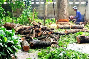 Chonburi, Tayland - 14 Sep: Elektrikli testereli işçi 14 Eylül 2025 tarihinde Tayland 'ın Chonburi kentinde ağaç ön planında büyük bir ağaç kesti