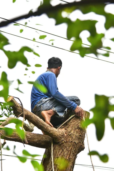 Chonburi, Tayland - 14 Sep: İşçi 14 Eylül 2025 'te Chonburi, Tayland' da ağaç tepesinde mola verdi