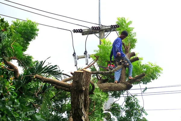 Chonburi, Tayland - 14 Sep: 14 Eylül 2025 'te Chonburi, Tayland' da kesilen büyük ağaç için ağaç işçisi