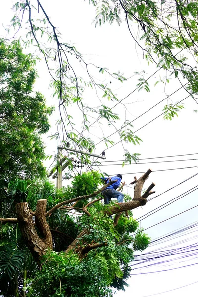 Chonburi, Tayland - 14 Sep: 14 Eylül 2025 'te Chonburi, Tayland' da kesilen büyük ağaç için ağaç işçisi
