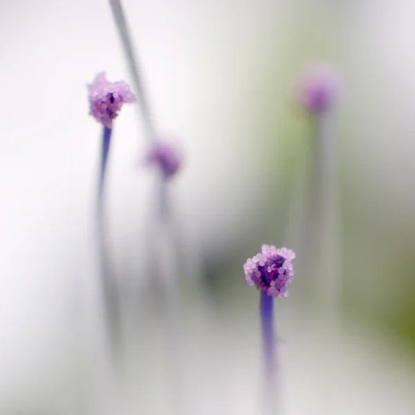 Polline di fiore di tè Java, Orthosiphon aristatus — Foto Stock