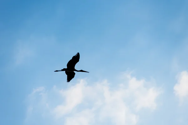 Silhouette di uccello che vola, cicogna a becco aperto — Foto Stock